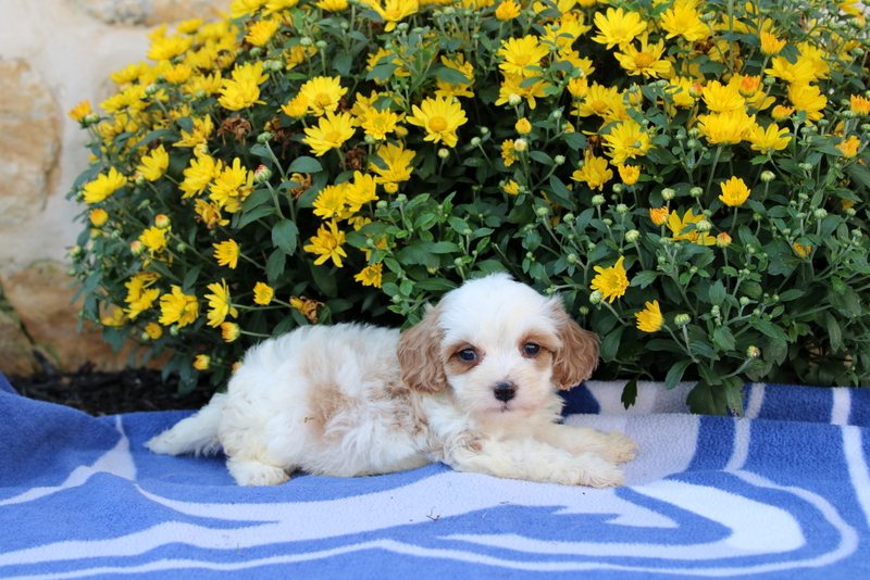puppy, for, sale, Cavapoo, Matthew B. Stoltzfus, dog, breeder, Gap, PA, dog-breeder, puppy-for-sale, forsale, nearby, find, puppyfind, locator, puppylocator, aca